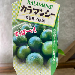 果樹　カラマンシー（四季柑） 2枚目の画像