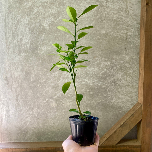果樹　カラマンシー（四季柑） 4枚目の画像