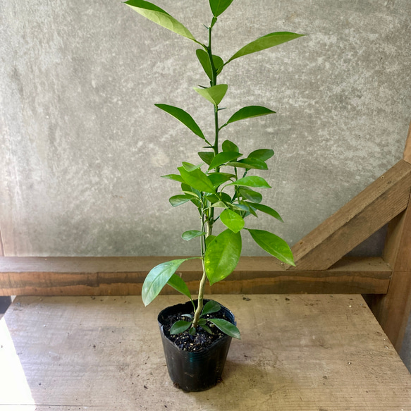果樹　カラマンシー（四季柑） 1枚目の画像