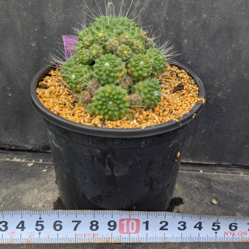 レアサボテンコレクション・マミラリア属・ピコモンストinわけけのお店 レアサボテンコレクション・マミラリア属・ピコモンストinわけけのお店