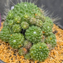 サボテンコレクション・マミラリア・白神丸錦inわけけのお店 多肉植物