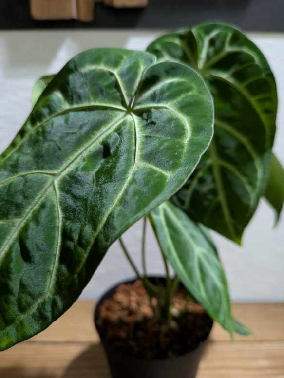 【送料無料】アンスリウム レガレ×クリスタリナム〈レア〉【アロイド・インテリアグリーン】 2枚目の画像