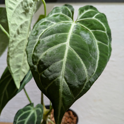 【送料無料】アンスリウム レガレ×クリスタリナム〈レア〉【アロイド・インテリアグリーン】 1枚目の画像