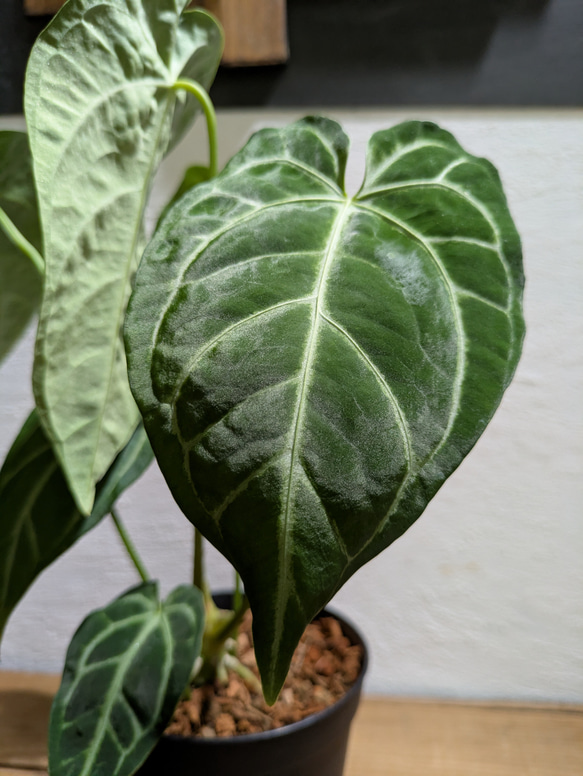 【送料無料】アンスリウム レガレ×クリスタリナム〈レア〉【アロイド・インテリアグリーン】 1枚目の画像