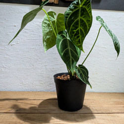 【送料無料】アンスリウム レガレ×クリスタリナム〈レア〉【アロイド・インテリアグリーン】 3枚目の画像