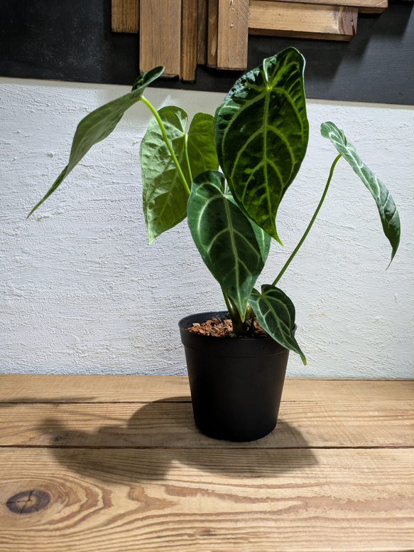 【送料無料】アンスリウム レガレ×クリスタリナム〈レア〉【アロイド・インテリアグリーン】 3枚目の画像