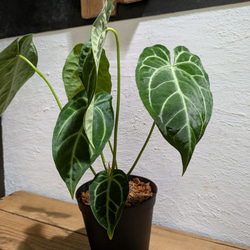 【送料無料】アンスリウム レガレ×クリスタリナム〈レア〉【アロイド・インテリアグリーン】 4枚目の画像