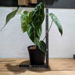 【送料無料】アンスリウム レガレ×クリスタリナム〈レア〉【アロイド・インテリアグリーン】 5枚目の画像