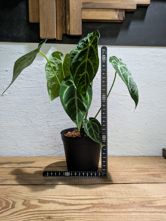 【送料無料】アンスリウム レガレ×クリスタリナム〈レア〉【アロイド・インテリアグリーン】 5枚目の画像