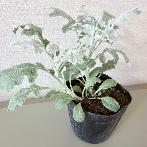 シロタエギク 苗 今季・初物 ダスティミラー シルバーダスト 白妙菊 一