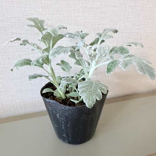 シロタエギク 苗 今季・初物 ダスティミラー シルバーダスト 白妙菊 一
