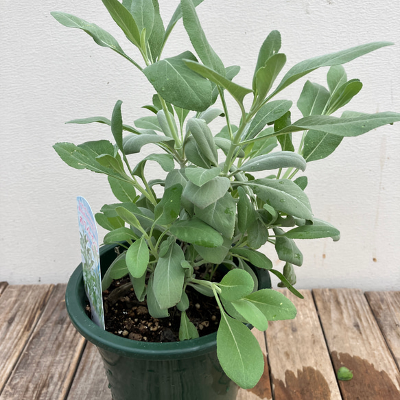 ホワイトセージ＊ハーブ＊サルビア＊宿根草＊ガーデニング 3枚目の画像