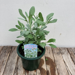 ホワイトセージ＊ハーブ＊サルビア＊宿根草＊ガーデニング 2枚目の画像