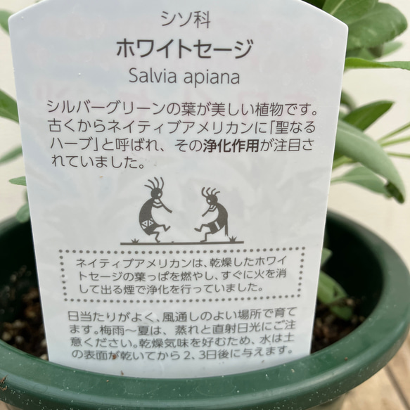 ホワイトセージ＊ハーブ＊サルビア＊宿根草＊ガーデニング 5枚目の画像