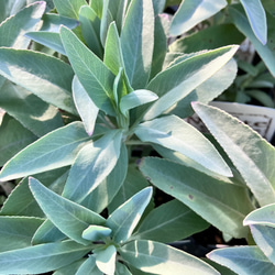 ホワイトセージ＊ハーブ＊サルビア＊宿根草＊ガーデニング 1枚目の画像