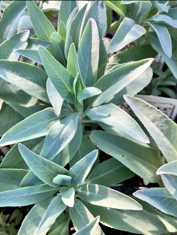 ホワイトセージ＊ハーブ＊サルビア＊宿根草＊ガーデニング 1枚目の画像