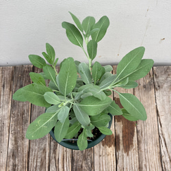 ホワイトセージ＊ハーブ＊サルビア＊宿根草＊ガーデニング 4枚目の画像