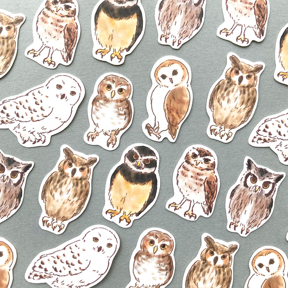 貓頭鷹薄片貼紙 | 貓頭鷹 [32張] 第1張的照片