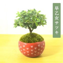 POTOCO ニレケヤキ 欅 陶器鉢 盆栽 観葉植物 豆鉢 小品盆栽 ミニ盆栽