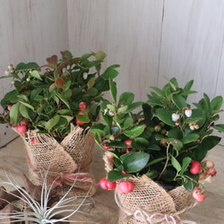 立派♡トキワマンサク♡七彩♡8寸鉢♡ 立派♡トキワマンサク♡七彩♡8寸鉢♡ アートフラワー nico