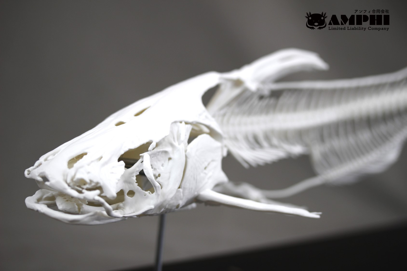メコンオオナマズ （Pangasianodon gigas ）等倍全身骨格レプリカ
