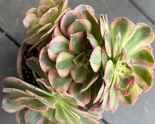 多肉植物☆アエオニウム/玉姿⭐︎群生株カット苗 多肉植物