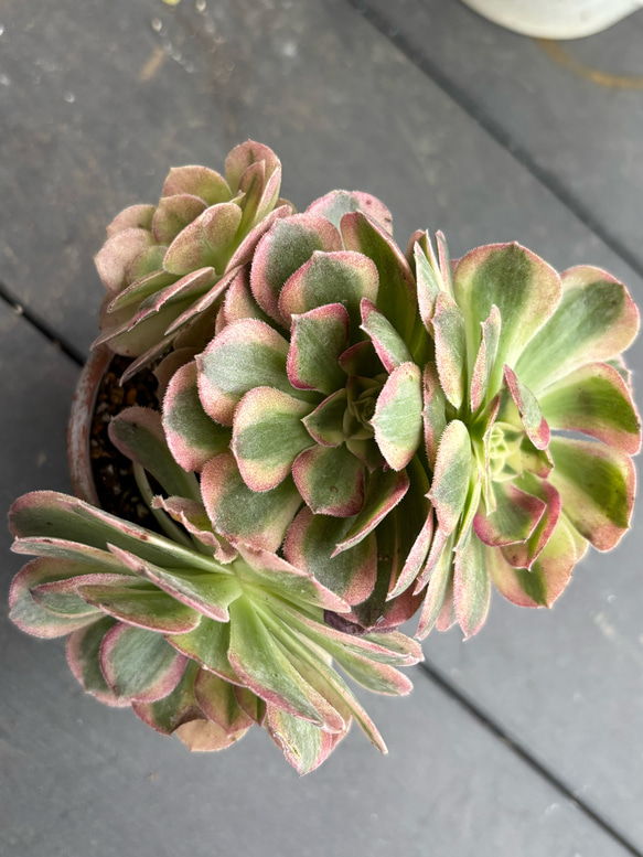 多肉植物 アエオニウム 群生セット 多肉植物☆アエオニウム/玉姿⭐︎群生株カット苗 多肉植物