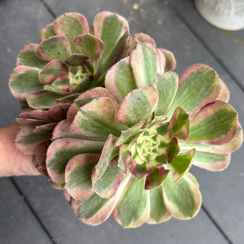 多肉植物☆アエオニウム/玉姿⭐︎群生株カット苗 多肉植物