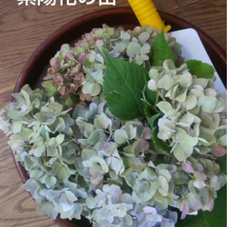 サマーポインセチア♡約8〜15苗 送料無料 多肉植物 黄色いスコップ