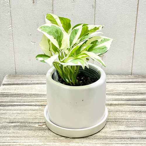 ポトス エンジョイ セラミックポット入り インテリアグリーン 斑入り