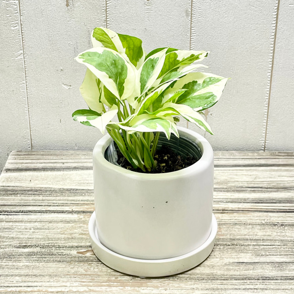 ポトス エンジョイ セラミックポット入り インテリアグリーン 斑入りリーフ 鉢植え 2枚目の画像