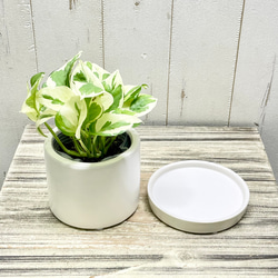 ポトス エンジョイ セラミックポット入り インテリアグリーン 斑入りリーフ 鉢植え 8枚目の画像