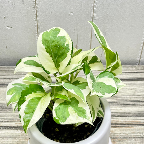 ポトス エンジョイ セラミックポット入り インテリアグリーン 斑入り