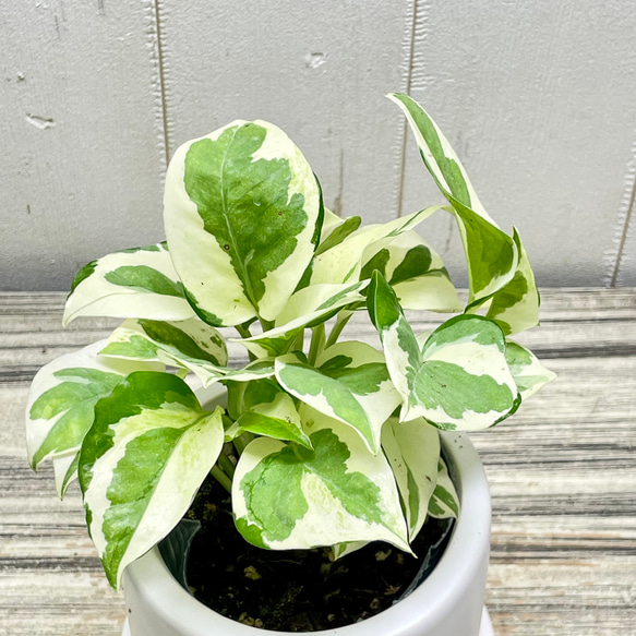 ポトス エンジョイ セラミックポット入り インテリアグリーン 斑入りリーフ 鉢植え 6枚目の画像