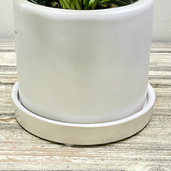 ポトス エンジョイ セラミックポット入り インテリアグリーン 斑入りリーフ 鉢植え 7枚目の画像