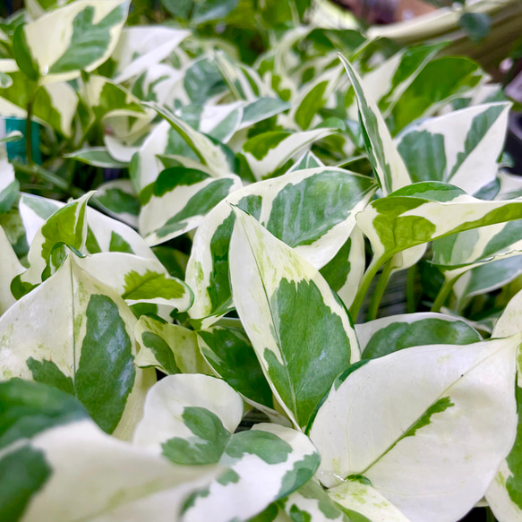 ポトス エンジョイ セラミックポット入り インテリアグリーン 斑入りリーフ 鉢植え 9枚目の画像