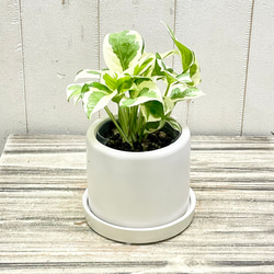 ポトス エンジョイ セラミックポット入り インテリアグリーン 斑入りリーフ 鉢植え 3枚目の画像