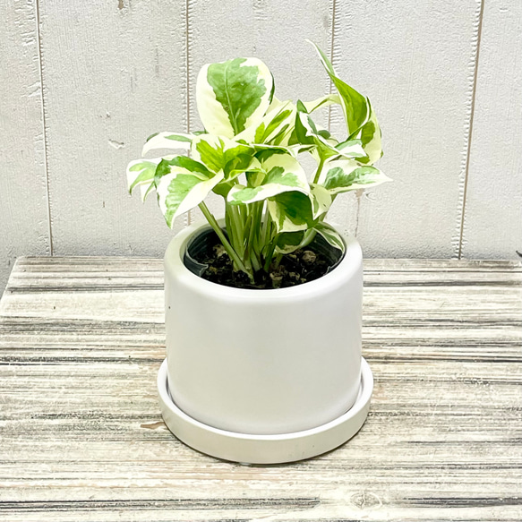 ポトス エンジョイ セラミックポット入り インテリアグリーン 斑入りリーフ 鉢植え 3枚目の画像