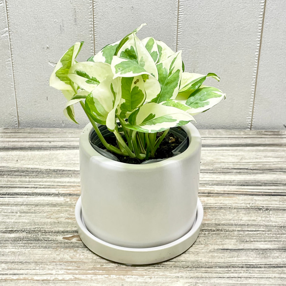 ポトス エンジョイ セラミックポット入り インテリアグリーン 斑入りリーフ 鉢植え 1枚目の画像