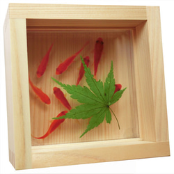 めだか メダカ アート 紅葉 プリザーブドフラワー 金魚 動物 透明 生き物 めだか メダカ アート 紅葉 プリザーブドフラワー 金魚 動物