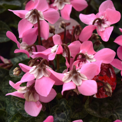 ジニア バイカラー ピンク×ホワイト 【抜き苗】いちごミルクみたいに可愛いお花 ジニア バイカラー ピンク×ホワイト 【抜き苗】いちごミルク