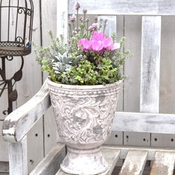 ショウイチオシ 】「シクラメン×ラベンダー」のピンク寄せ植え※寄せ