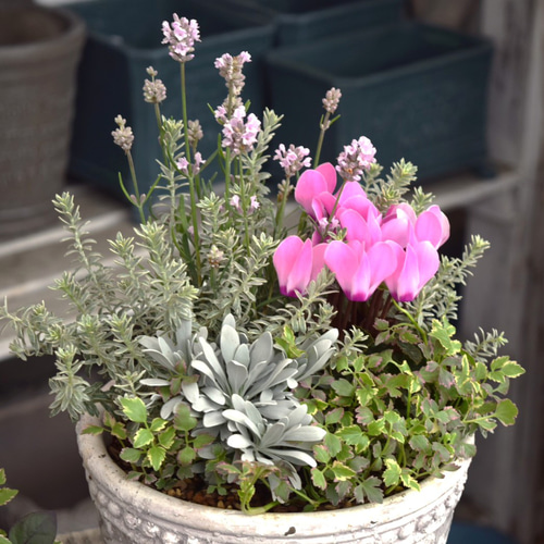 ショウイチオシ 】「シクラメン×ラベンダー」のピンク寄せ植え※寄せ