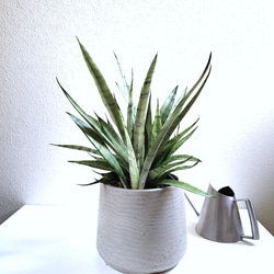●空気浄化植物●　希少　大きめ　”サンスベリア・シルバープリンセス　鉢カバーセット（セメント製）”　観葉植物　おしゃれ 5枚目の画像