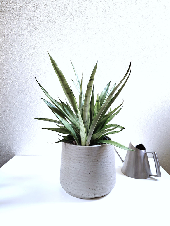 ●空気浄化植物●　希少　大きめ　”サンスベリア・シルバープリンセス　鉢カバーセット（セメント製）”　観葉植物　おしゃれ 5枚目の画像