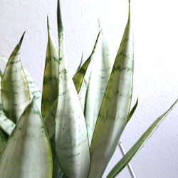 ●空気浄化植物●　希少　大きめ　”サンスベリア・シルバープリンセス　鉢カバーセット（セメント製）”　観葉植物　おしゃれ 2枚目の画像