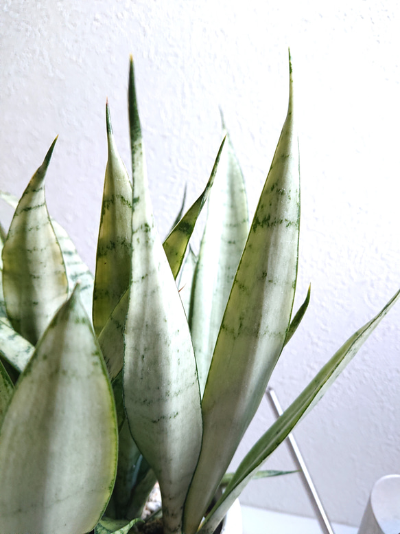 ●空気浄化植物●　希少　大きめ　”サンスベリア・シルバープリンセス　鉢カバーセット（セメント製）”　観葉植物　おしゃれ 2枚目の画像