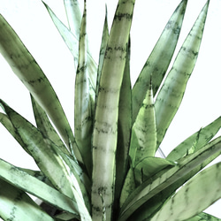 ●空気浄化植物●　希少　大きめ　”サンスベリア・シルバープリンセス　鉢カバーセット（セメント製）”　観葉植物　おしゃれ 4枚目の画像