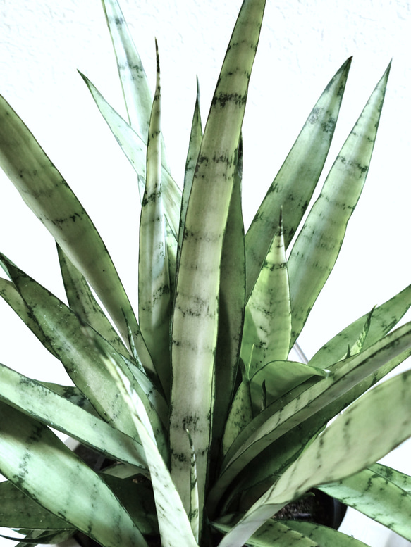 ●空気浄化植物●　希少　大きめ　”サンスベリア・シルバープリンセス　鉢カバーセット（セメント製）”　観葉植物　おしゃれ 4枚目の画像