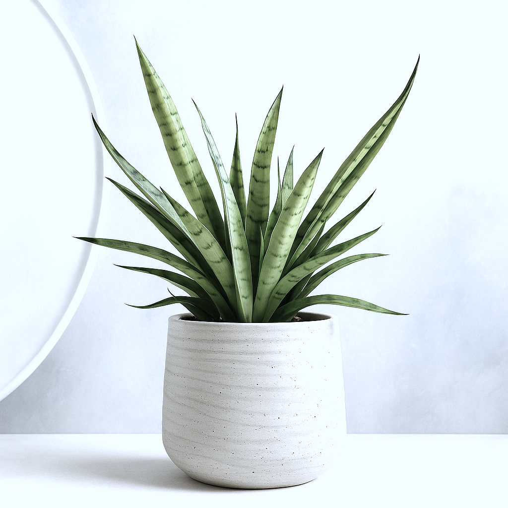 ●空気浄化植物●　希少　大きめ　”サンスベリア・シルバープリンセス　鉢カバーセット（セメント製）”　観葉植物　おしゃれ